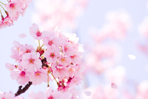 桜にまつわる言葉は、たくさんあります！